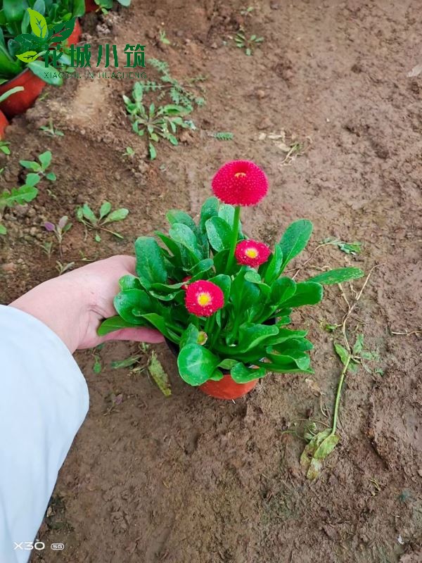 雛菊